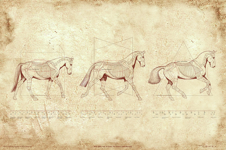 Horse Painting - WTC, Walk, Trot, Canter, The Horses Gaits Revealed by Catherine Twomey