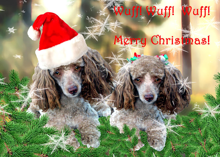 Dog Photograph - Wuff-Wuff-Wuff-Merry Christmas by Sabrina K Wheeler