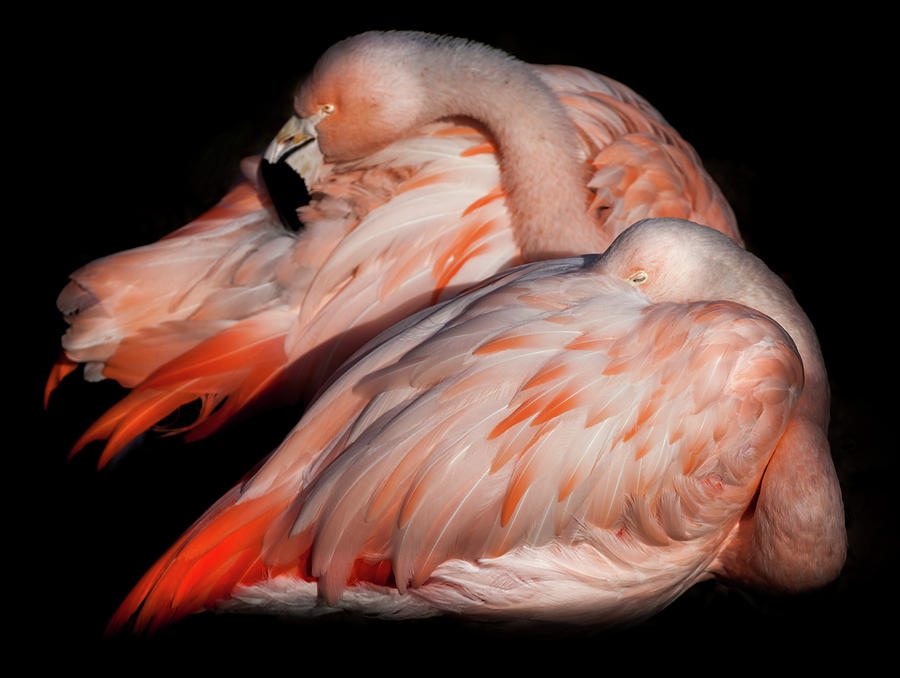Flamingo Photograph - When Two Become As One by Karen Wiles
