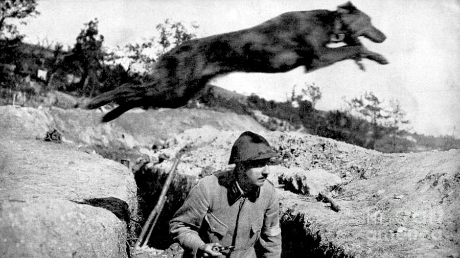 Wwi, French Messenger Dog, 1916 Photograph by Science Source