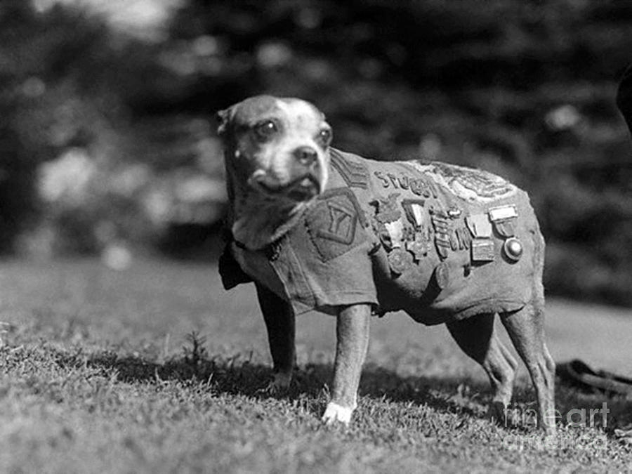 Dog Photograph - Wwi, Sergeant Stubby, American War Dog by Science Source