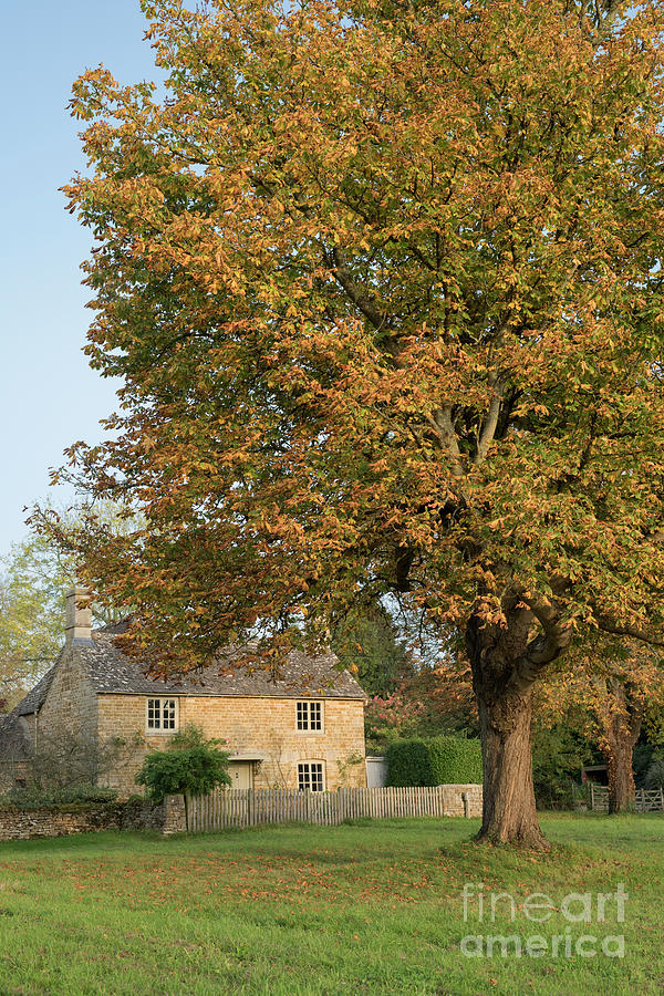 Wyck Rissington in Autumn Photograph by Tim Gainey