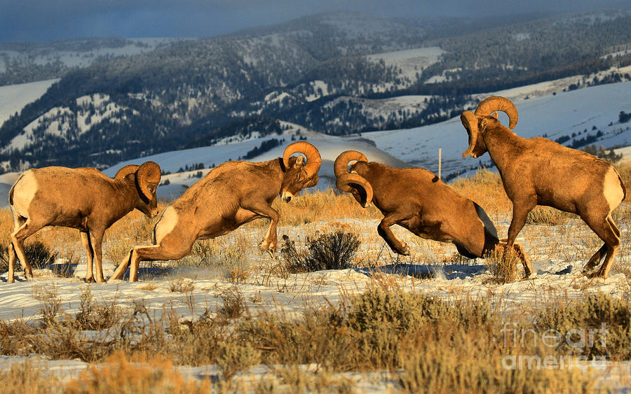 Grand Teton National Park Photograph - Wyoming Big Horn Brawlers Crop by Adam Jewell