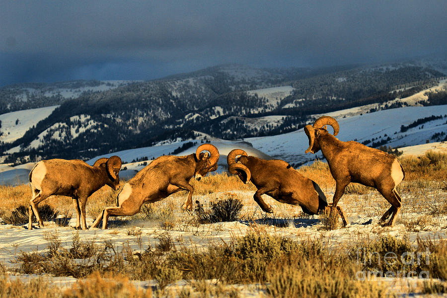 Wyoming Bighorn Brawl Photograph by Adam Jewell