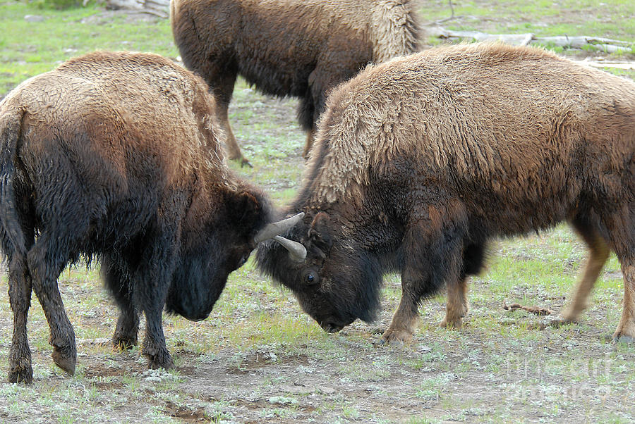 Bison Photograph - Wyoming Bison by Dennis Hammer