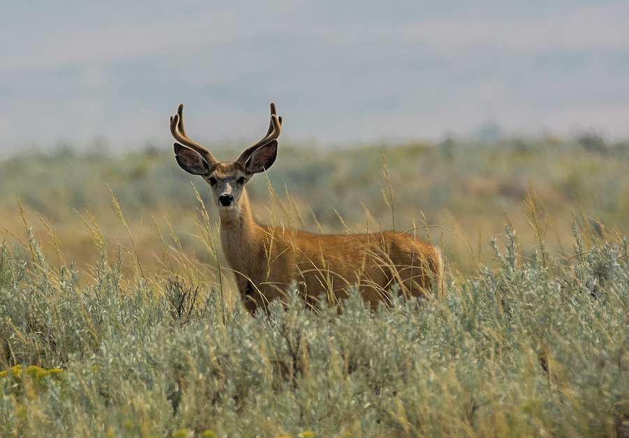 Wyoming Buck Photograph by Loree Johnson