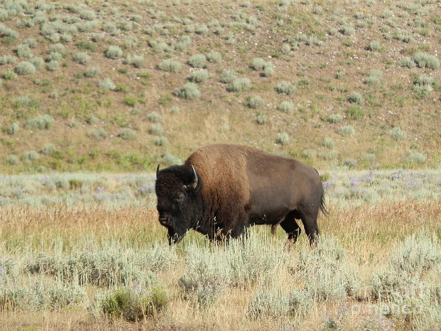 Wyoming buffalo Photograph by Margaret Brooks