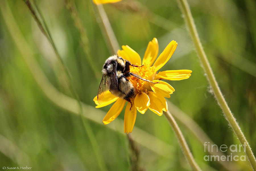 Wyoming Busy Bee Photograph by Susan Herber