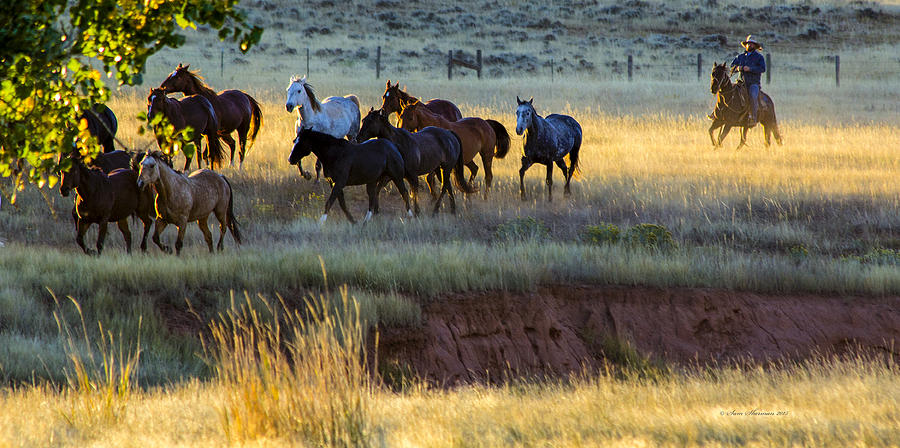 Wyoming Cowboy Wrangling the Horses Photograph by Sam Sherman