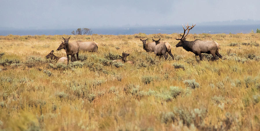 Wyoming Elk Herd Photograph by Jennifer Ancker