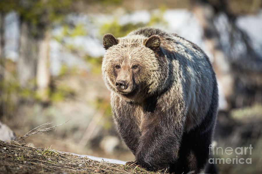 Wyoming Grizzly Bear Photograph by Daryl L Hunter - Fine Art America