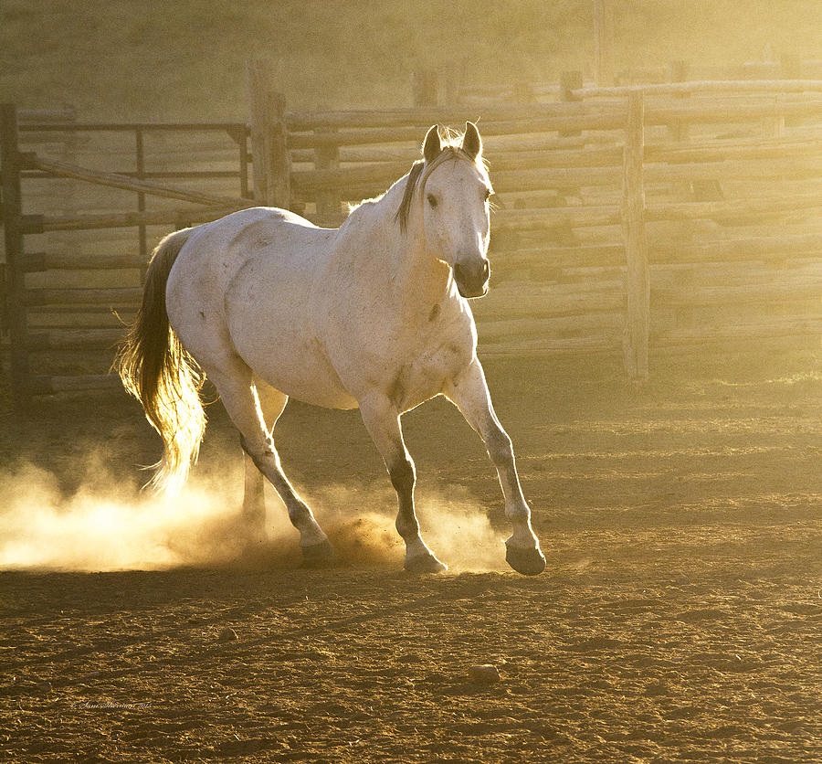 Wyoming Horse Kicking Up Dust Photograph by Sam Sherman