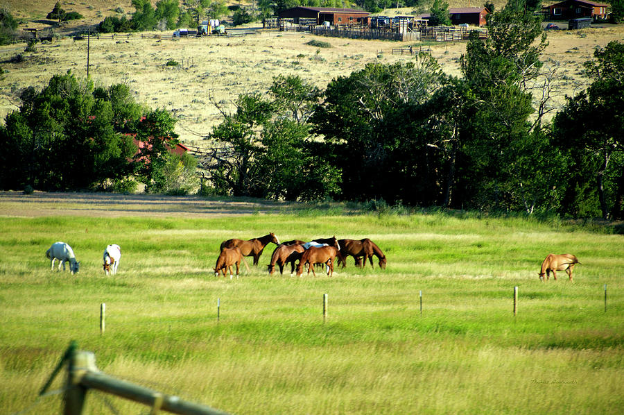 Wyoming Horses 02 Mixed Media by Thomas Woolworth