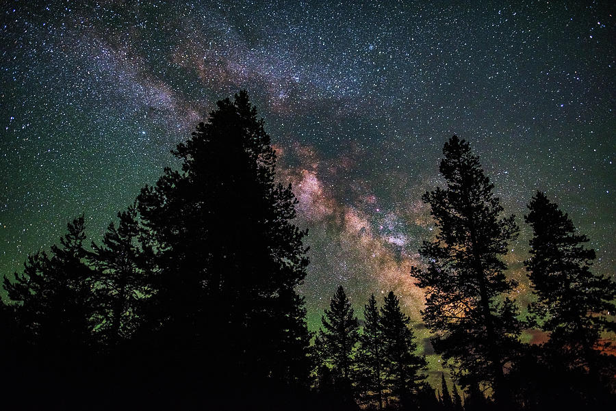 Tree Photograph - Wyoming Milky Way by Darren White