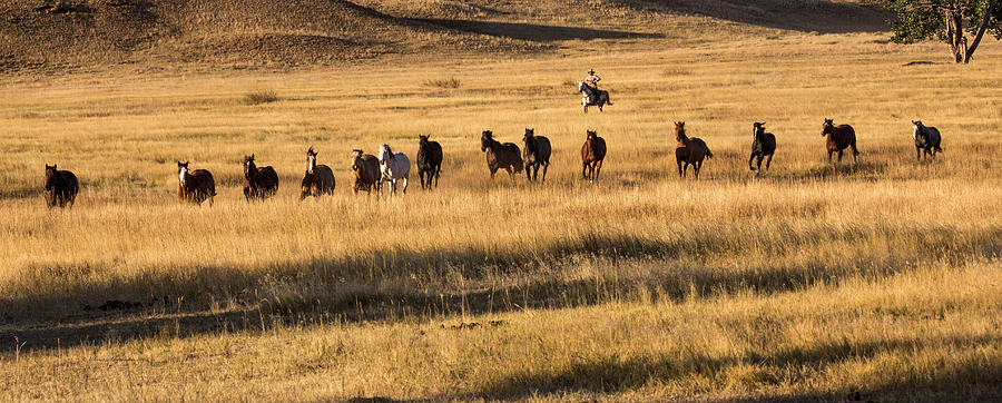Wyoming Morning Wrangle Photograph by Sam Sherman