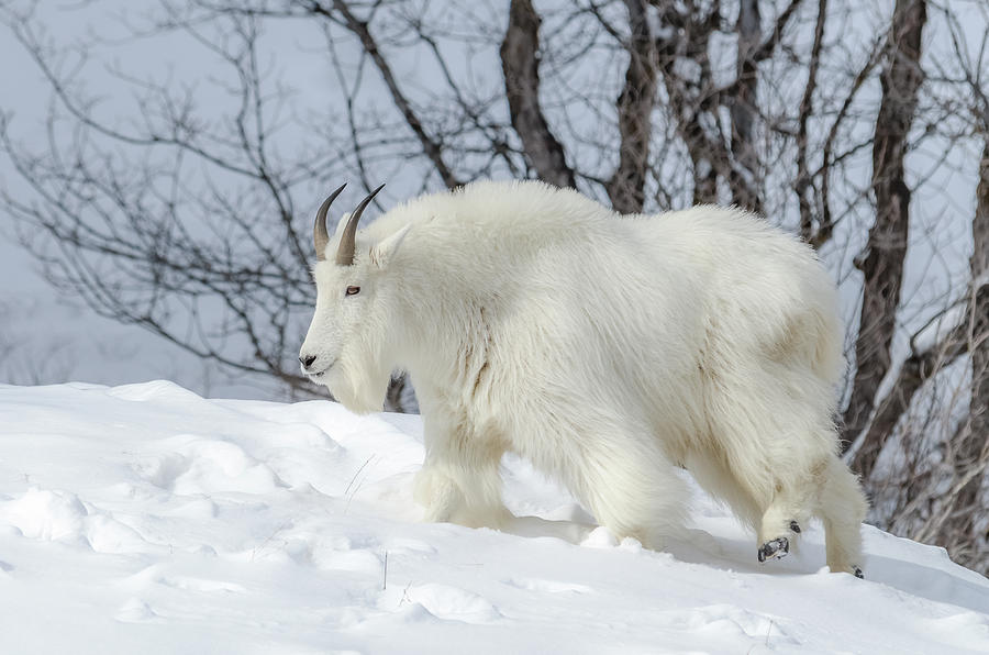 Wyoming Mountain Goat During Winter Photograph by Yeates Photography
