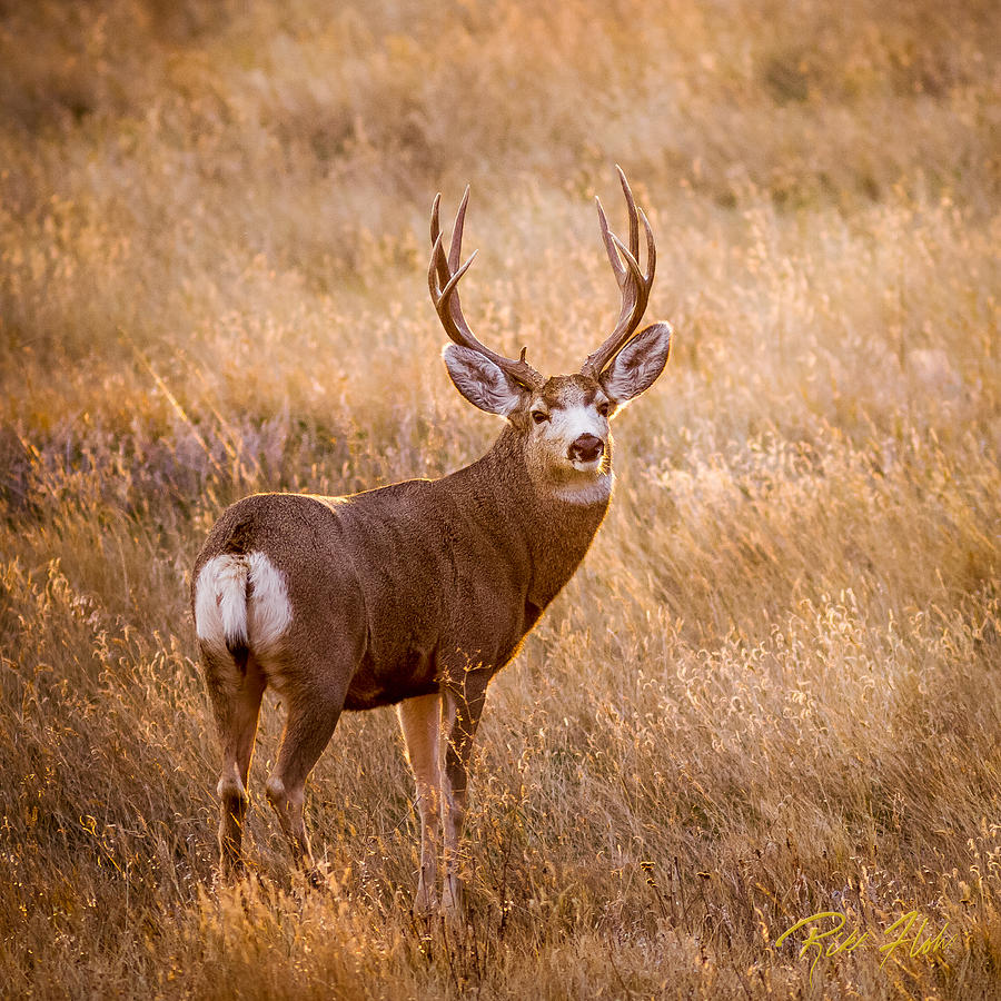 Wyoming Mulie Photograph by Rikk Flohr