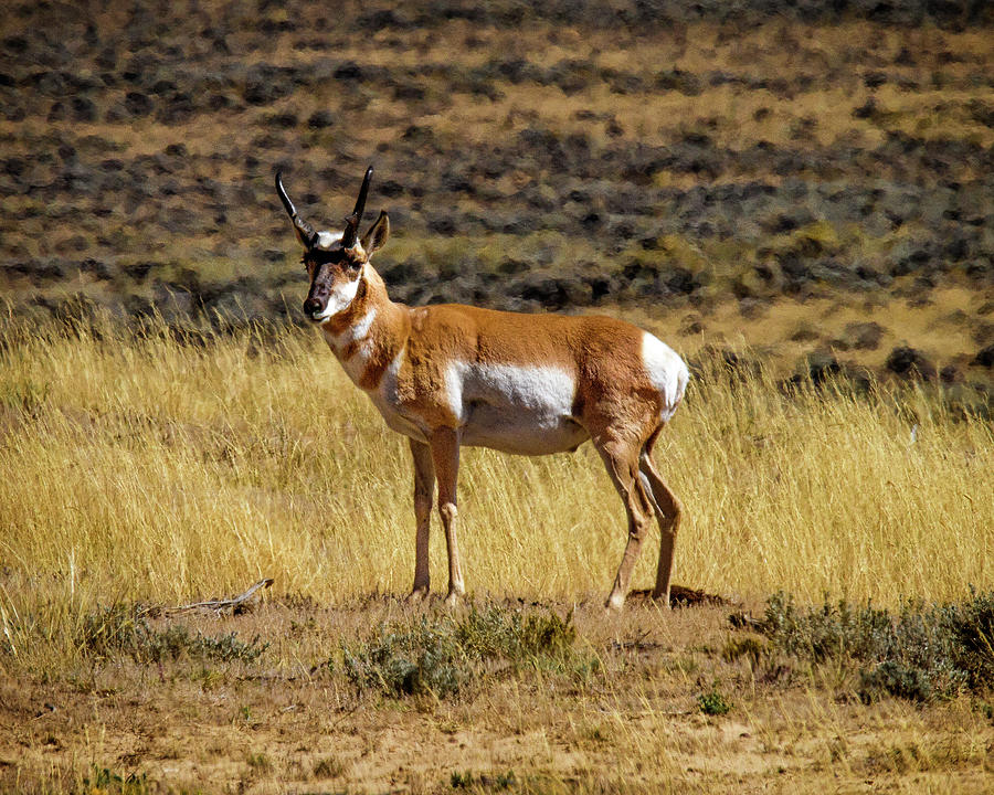 Wyoming Pronghorn Buck Photograph by Ronald Lutz