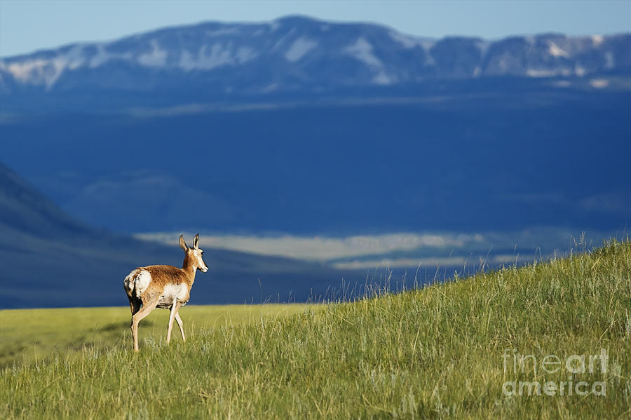Wyoming Pronghorn Photograph by Priscilla Burgers