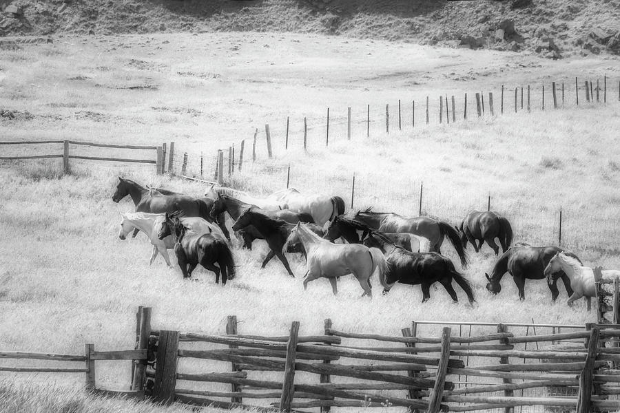 Wyoming Ranch Horses Photograph by Sam Sherman