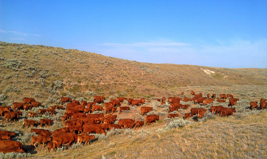 Wyoming Reds Photograph by Amanda Smith
