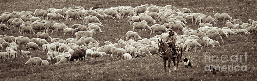 Wyoming Sheepherder  Photograph by Priscilla Burgers