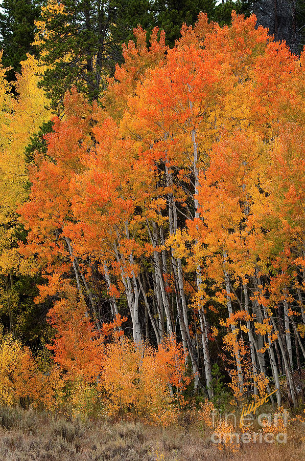 Fall Aspen Photograph - Wyoming Splendor by Bon and Jim Fillpot
