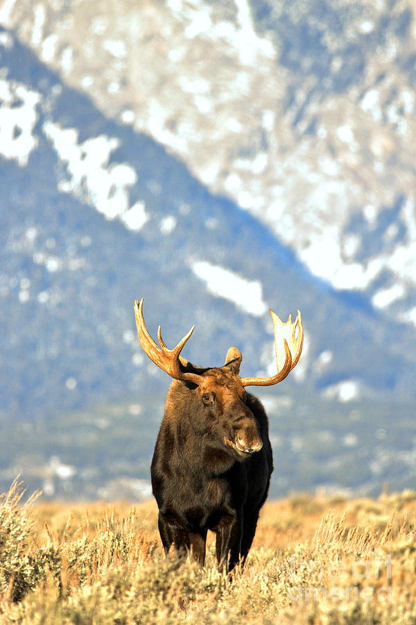 Wyoming Teton Moose Photograph by Adam Jewell