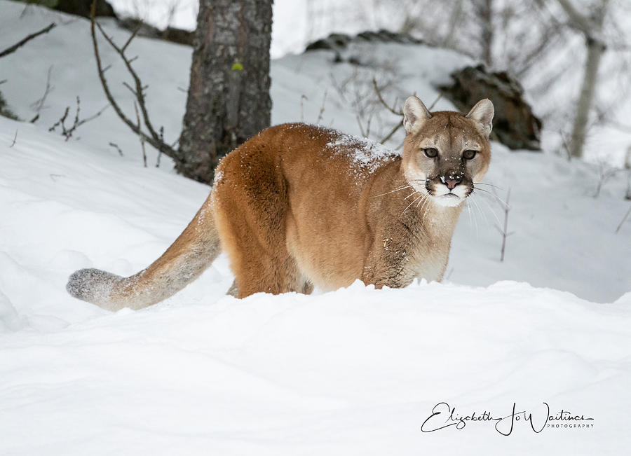 Winter Photograph - Wyoming Wild Cat by Elizabeth Waitinas