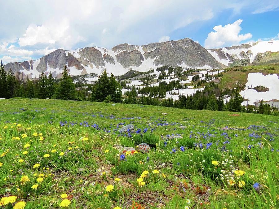 Wyoming Wildflowers Photograph by Connor Beekman