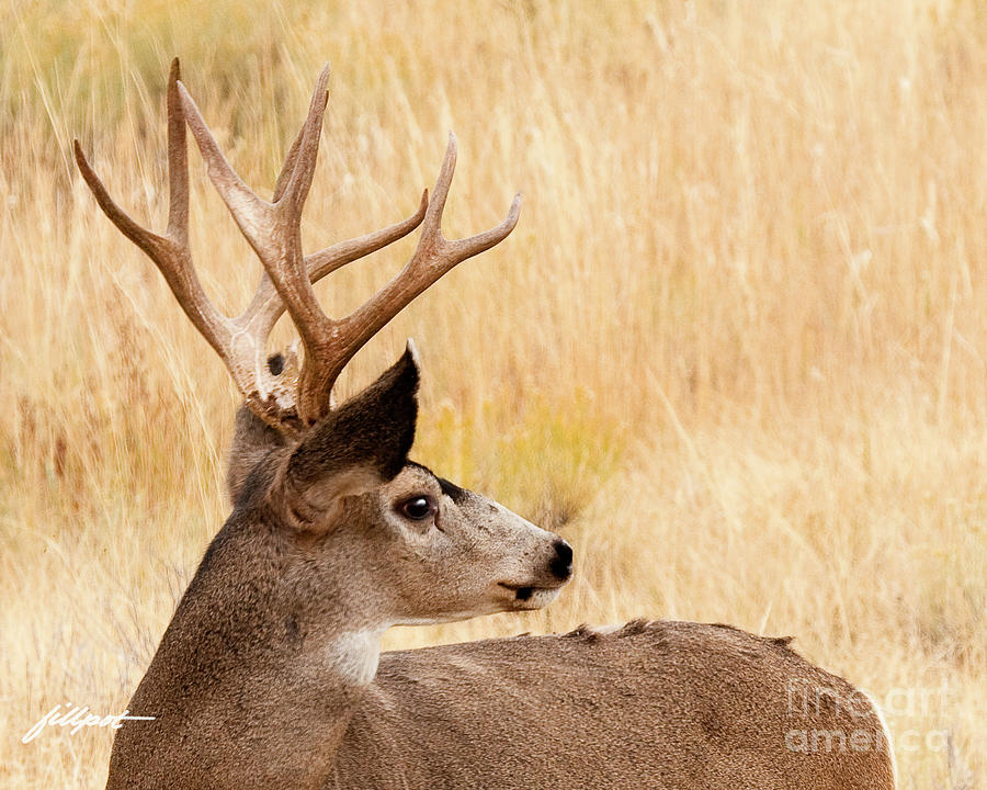 Fall Photograph - Wyoming Wildlife by Bon and Jim Fillpot