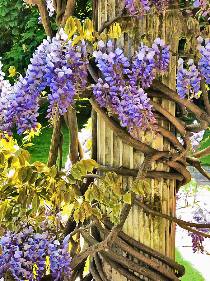 Wysteria Climbing Photograph by Steve Taylor