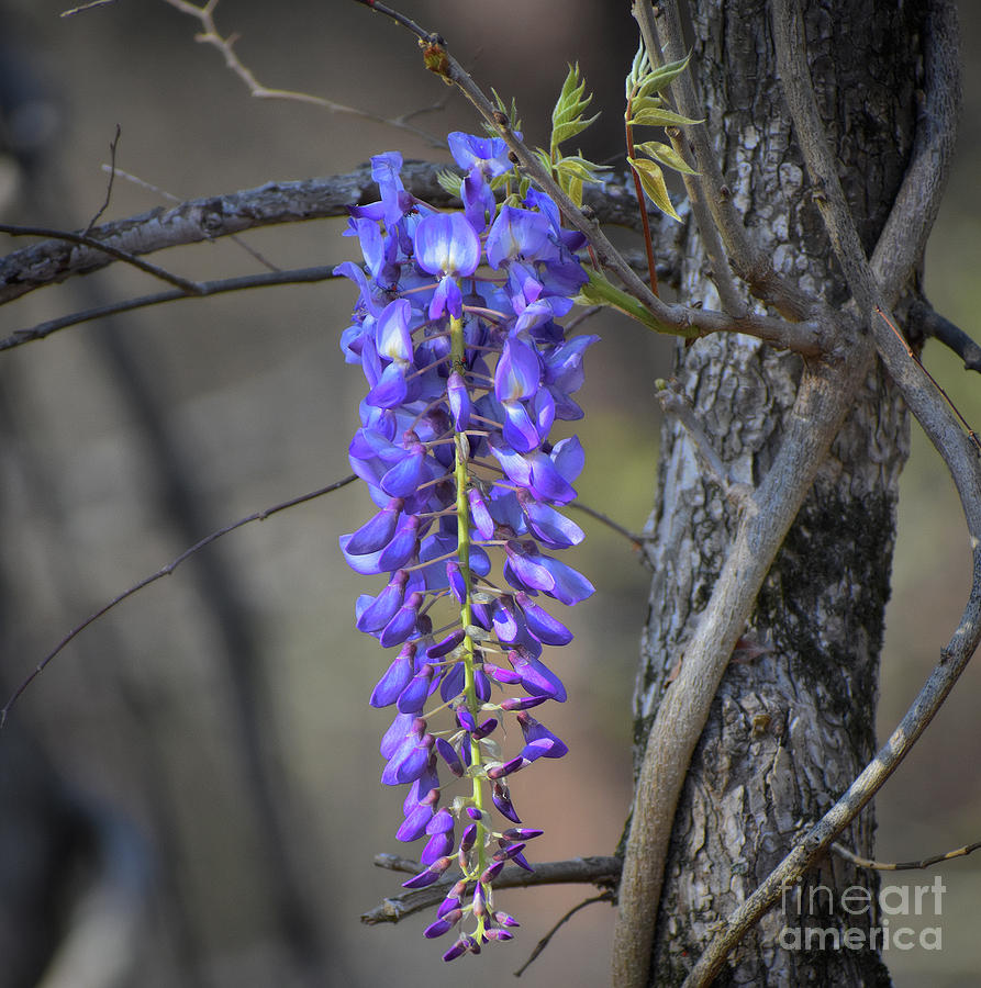 Nature Photograph - Wysteria In The Wild by Skip Willits