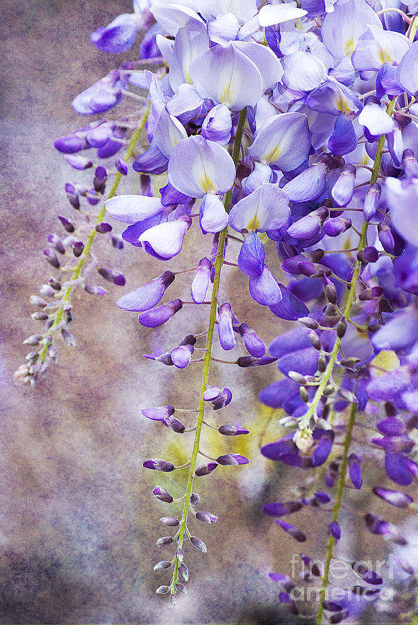 Wysteria Photograph by Jim And Emily Bush