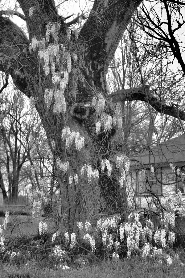 Nature Photograph - Wysteria Tree in Black and White by Karen Wagner