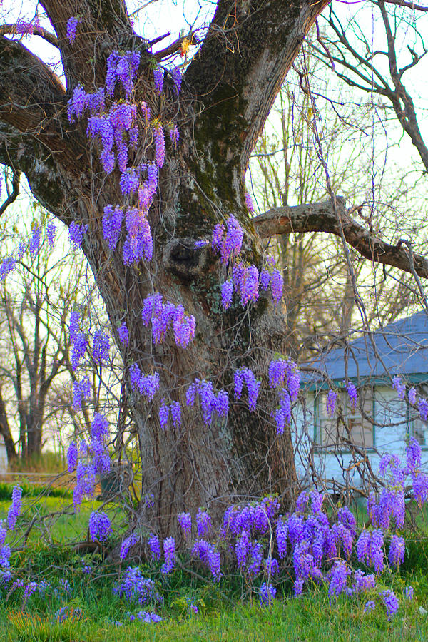 Nature Photograph - Wysteria Tree by Karen Wagner