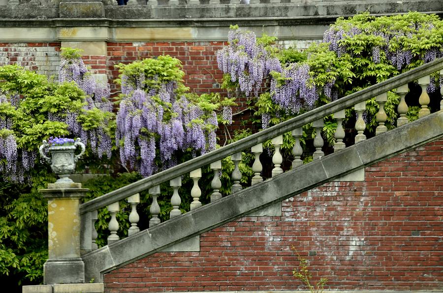 Wysteria Photograph - Wysteria Wall by Linda C Johnson Wysteria Photograph - Wysteria Wall by Linda C Johnson