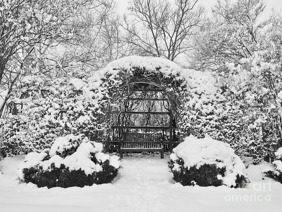Wythe House Snow-covered Arbor Photograph by Rachel Morrison