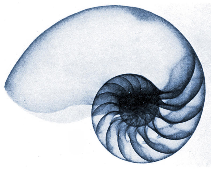 X Ray of a Nautilus Photograph by American School