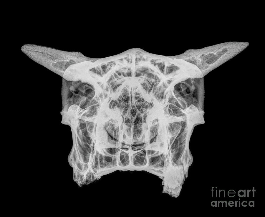 X-ray of a skull of a cow  Photograph by Guy Viner