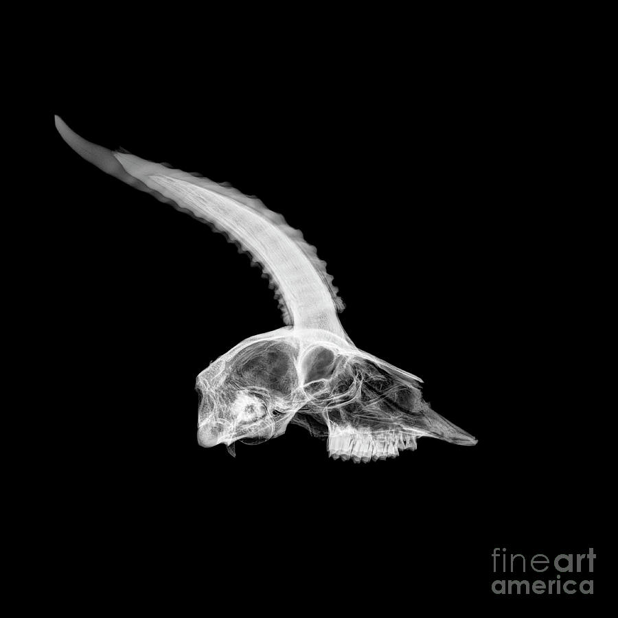 X-ray of a skull of a gazelle Photograph by Guy Viner