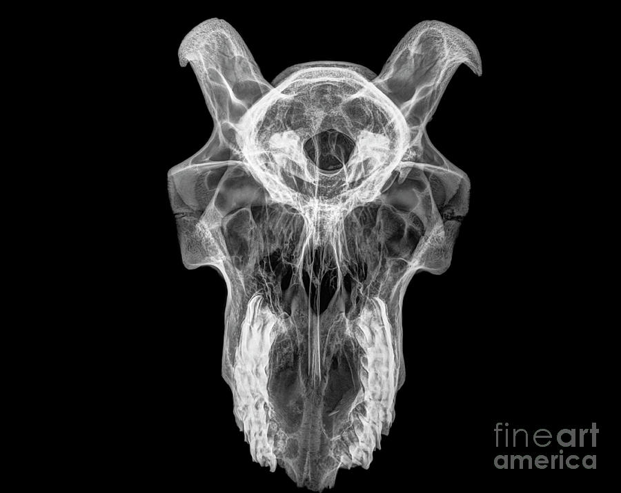 X-ray of a skull of a goat  Photograph by Guy Viner