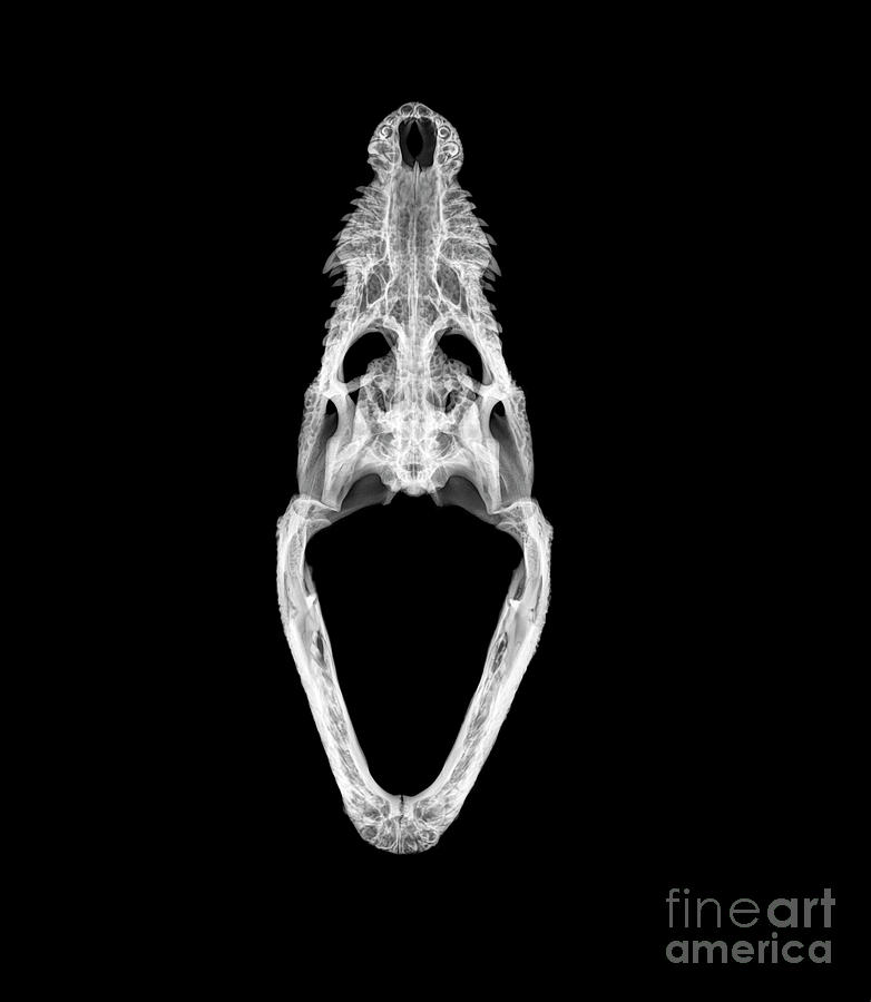 X-ray of a skull of a Nile crocodile  Photograph by Guy Viner