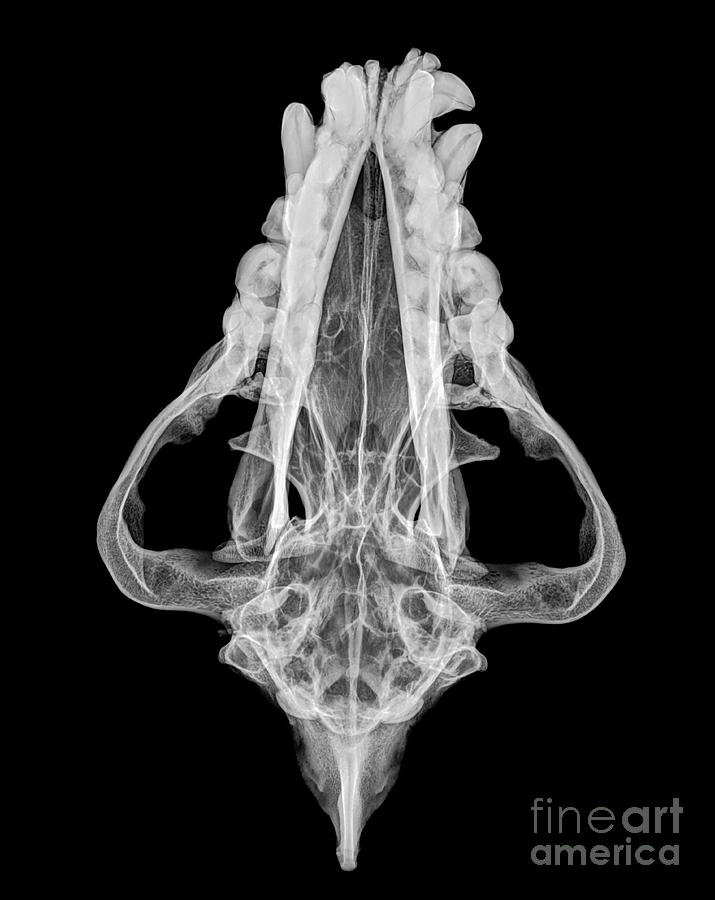 X-ray of a skull of an Hyaena  Photograph by Guy Viner