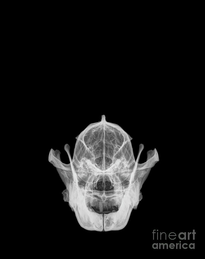 X-ray of a skull of an Wolf Photograph by Guy Viner | Fine Art America