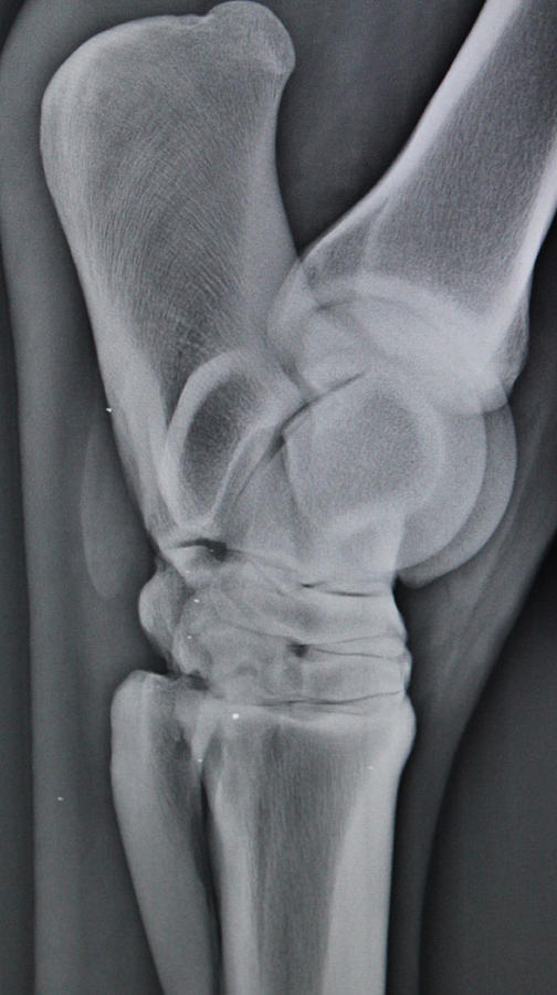 X Ray Of Horse Bones Photograph