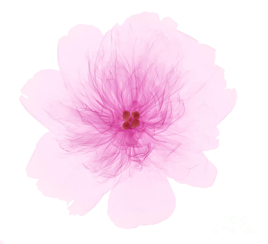 Flowers Still Life Photograph - X-ray Of Peony Flower by Ted Kinsman