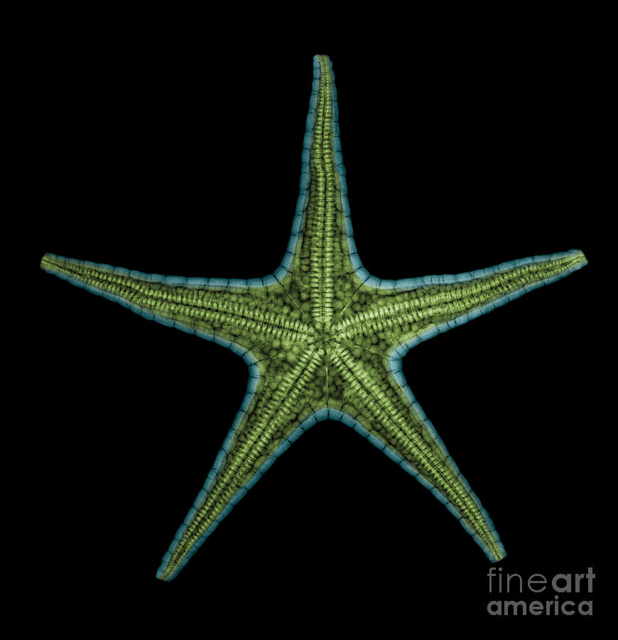 Animal Photograph - X-ray Of Starfish by Ted Kinsman