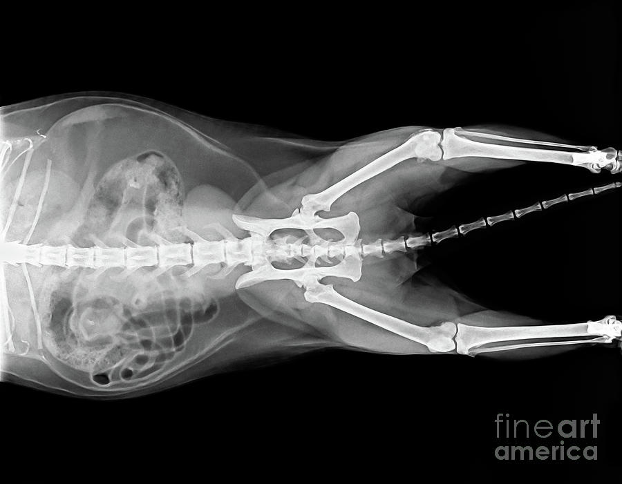 X ray plate of cat Photograph by Benny Marty
