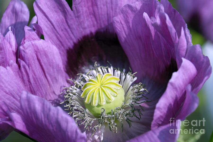 Poppies 2 - Delightfully Purple Photograph by Wendy Wilton